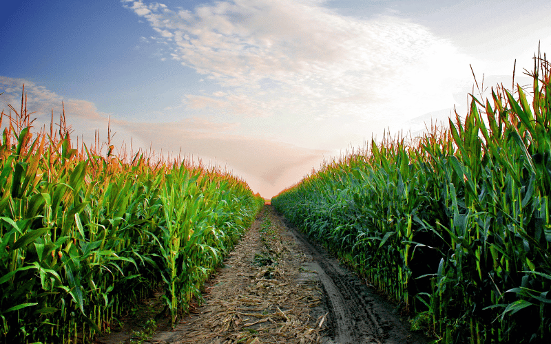 Corn Field